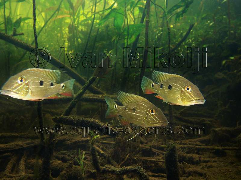 Satanoperca daemon 7